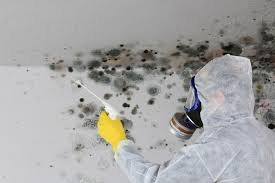 Best Attic Mold Removal in Allendale, SC